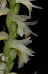 Great Plains lady's tresses